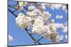 Blossoming Cherry Tree, Detail of a Blossoming Branch with Blue Sky, Fujiyoshida-P. Kaczynski-Mounted Photographic Print