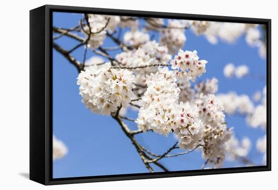 Blossoming Cherry Tree, Detail of a Blossoming Branch with Blue Sky, Fujiyoshida-P. Kaczynski-Framed Stretched Canvas