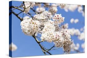 Blossoming Cherry Tree, Detail of a Blossoming Branch with Blue Sky, Fujiyoshida-P. Kaczynski-Stretched Canvas