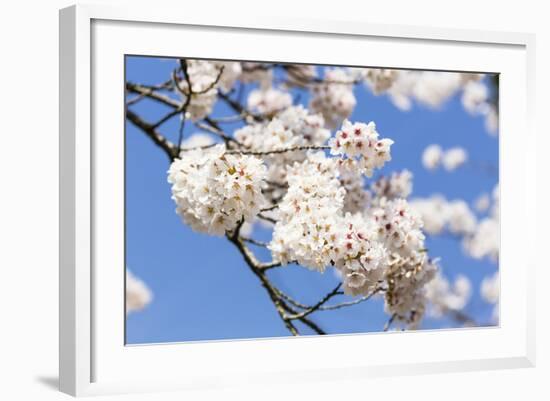 Blossoming Cherry Tree, Detail of a Blossoming Branch with Blue Sky, Fujiyoshida-P. Kaczynski-Framed Photographic Print