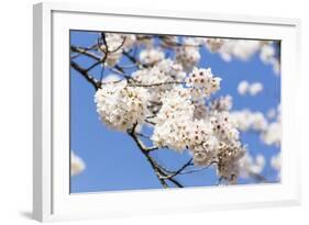 Blossoming Cherry Tree, Detail of a Blossoming Branch with Blue Sky, Fujiyoshida-P. Kaczynski-Framed Photographic Print