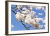 Blossoming Cherry Tree, Detail of a Blossoming Branch with Blue Sky, Fujiyoshida-P. Kaczynski-Framed Photographic Print