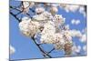 Blossoming Cherry Tree, Detail of a Blossoming Branch with Blue Sky, Fujiyoshida-P. Kaczynski-Mounted Photographic Print