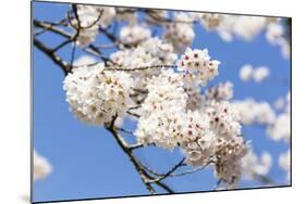 Blossoming Cherry Tree, Detail of a Blossoming Branch with Blue Sky, Fujiyoshida-P. Kaczynski-Mounted Photographic Print