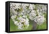 Blossoming Cherry Tree (Prunus Avium), Baden Wurttemberg, Germany, Europe-Markus Lange-Framed Stretched Canvas