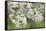 Blossoming Cherry Tree (Prunus Avium), Baden Wurttemberg, Germany, Europe-Markus Lange-Framed Stretched Canvas