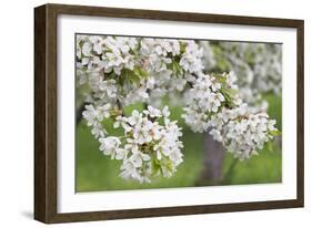 Blossoming Cherry Tree (Prunus Avium), Baden Wurttemberg, Germany, Europe-Markus Lange-Framed Photographic Print