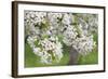 Blossoming Cherry Tree (Prunus Avium), Baden Wurttemberg, Germany, Europe-Markus Lange-Framed Photographic Print