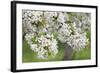 Blossoming Cherry Tree (Prunus Avium), Baden Wurttemberg, Germany, Europe-Markus Lange-Framed Photographic Print