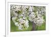 Blossoming Cherry Tree (Prunus Avium), Baden Wurttemberg, Germany, Europe-Markus Lange-Framed Photographic Print