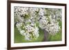 Blossoming Cherry Tree (Prunus Avium), Baden Wurttemberg, Germany, Europe-Markus Lange-Framed Photographic Print