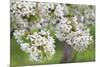 Blossoming Cherry Tree (Prunus Avium), Baden Wurttemberg, Germany, Europe-Markus Lange-Mounted Photographic Print