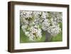 Blossoming Cherry Tree (Prunus Avium), Baden Wurttemberg, Germany, Europe-Markus Lange-Framed Photographic Print