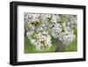 Blossoming Cherry Tree (Prunus Avium), Baden Wurttemberg, Germany, Europe-Markus Lange-Framed Photographic Print