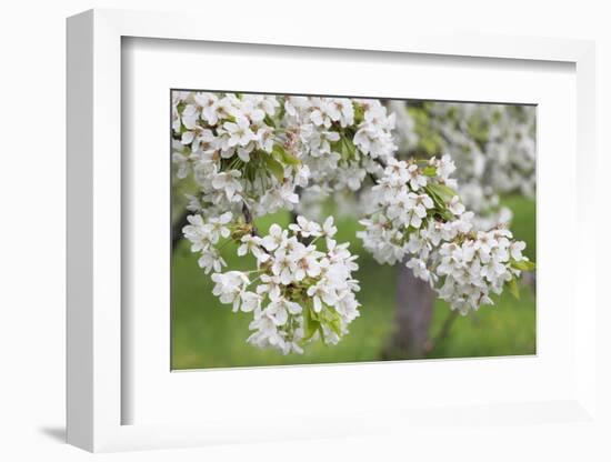 Blossoming Cherry Tree (Prunus Avium), Baden Wurttemberg, Germany, Europe-Markus Lange-Framed Photographic Print