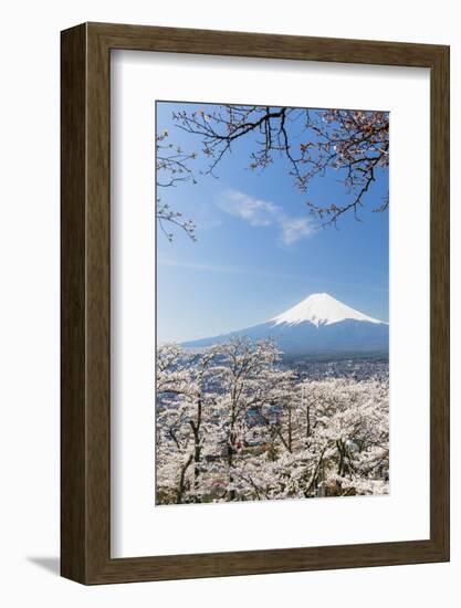 Blossoming Cherry Trees in the Hills of Fujiyoshida in Front of Snowy Mount Fuji-P. Kaczynski-Framed Photographic Print