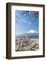 Blossoming Cherry Trees in the Hills of Fujiyoshida in Front of Snowy Mount Fuji-P. Kaczynski-Framed Photographic Print