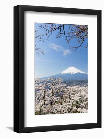 Blossoming Cherry Trees in the Hills of Fujiyoshida in Front of Snowy Mount Fuji-P. Kaczynski-Framed Photographic Print