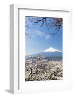 Blossoming Cherry Trees in the Hills of Fujiyoshida in Front of Snowy Mount Fuji-P. Kaczynski-Framed Photographic Print