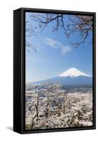 Blossoming Cherry Trees in the Hills of Fujiyoshida in Front of Snowy Mount Fuji-P. Kaczynski-Framed Stretched Canvas