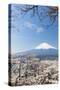 Blossoming Cherry Trees in the Hills of Fujiyoshida in Front of Snowy Mount Fuji-P. Kaczynski-Stretched Canvas