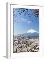 Blossoming Cherry Trees in the Hills of Fujiyoshida in Front of Snowy Mount Fuji-P. Kaczynski-Framed Photographic Print