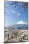 Blossoming Cherry Trees in the Hills of Fujiyoshida in Front of Snowy Mount Fuji-P. Kaczynski-Mounted Photographic Print
