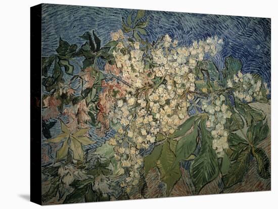 Blossoming Chestnut Branches-Vincent van Gogh-Stretched Canvas