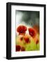 Blossoming corn poppy, close-up, Papaver rhoeas-Gerhard Tegeler-Framed Photographic Print