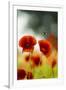 Blossoming corn poppy, close-up, Papaver rhoeas-Gerhard Tegeler-Framed Photographic Print