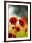 Blossoming corn poppy, close-up, Papaver rhoeas-Gerhard Tegeler-Framed Photographic Print