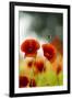 Blossoming corn poppy, close-up, Papaver rhoeas-Gerhard Tegeler-Framed Photographic Print