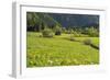 Blossoming Dandelion Close Seckau, Wooden Hut, Styria, Austria-Rainer Mirau-Framed Photographic Print