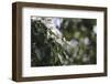 Blossoming dogwood tree in June,-Nadja Jacke-Framed Photographic Print