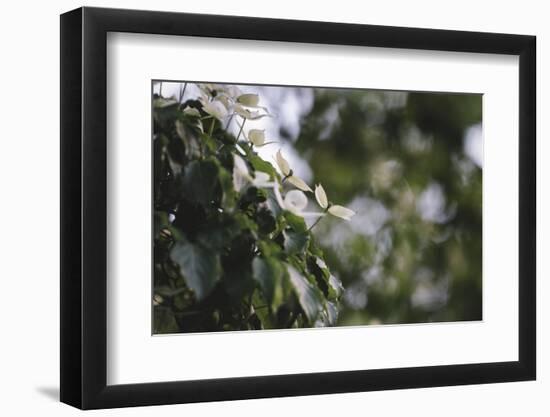 Blossoming dogwood tree in June,-Nadja Jacke-Framed Photographic Print