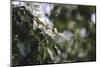 Blossoming dogwood tree in June,-Nadja Jacke-Mounted Photographic Print