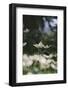 Blossoming dogwood tree in June,-Nadja Jacke-Framed Photographic Print