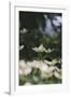 Blossoming dogwood tree in June,-Nadja Jacke-Framed Photographic Print