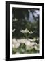 Blossoming dogwood tree in June,-Nadja Jacke-Framed Photographic Print