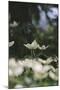 Blossoming dogwood tree in June,-Nadja Jacke-Mounted Photographic Print