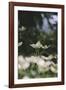 Blossoming dogwood tree in June,-Nadja Jacke-Framed Photographic Print