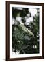 Blossoming elder in the summer sun,-Nadja Jacke-Framed Photographic Print