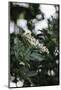 Blossoming elder in the summer sun,-Nadja Jacke-Mounted Photographic Print