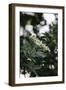 Blossoming elder in the summer sun,-Nadja Jacke-Framed Photographic Print