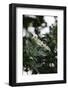 Blossoming elder in the summer sun,-Nadja Jacke-Framed Photographic Print