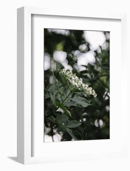 Blossoming elder in the summer sun,-Nadja Jacke-Framed Photographic Print