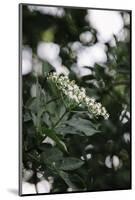 Blossoming elder in the summer sun,-Nadja Jacke-Mounted Photographic Print