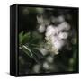 Blossoming elder in the summer sun,-Nadja Jacke-Framed Stretched Canvas