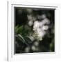 Blossoming elder in the summer sun,-Nadja Jacke-Framed Photographic Print