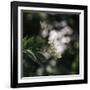 Blossoming elder in the summer sun,-Nadja Jacke-Framed Photographic Print